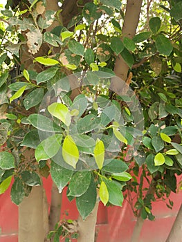 Ficus Benjamina (Weeping Fig) photo